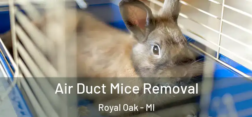  Air Duct Mice Removal Royal Oak - MI